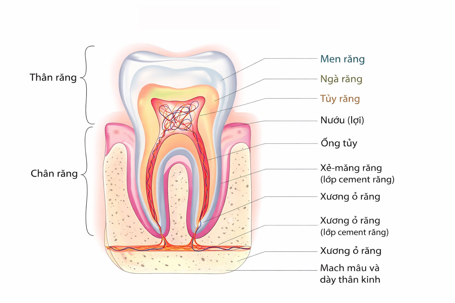 7b929a1a-b075-4bae-b266-8fd32f6c5be9 https://mastersmile.vn/wp-content/uploads/2026/02/7b929a1a-b075-4bae-b266-8fd32f6c5be9.jpg